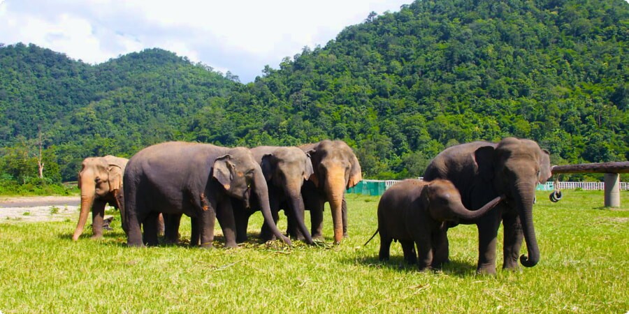 Chiang Mai in a Nutshell